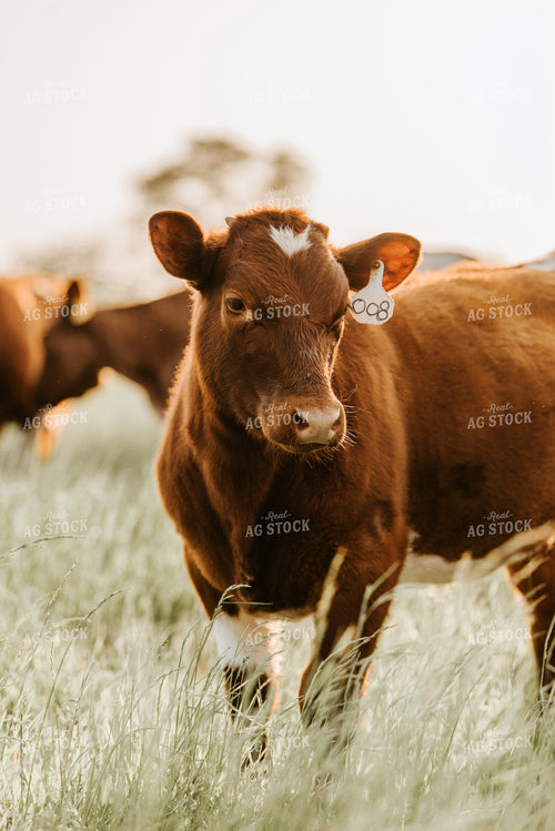 Calf in Pasture 113000
