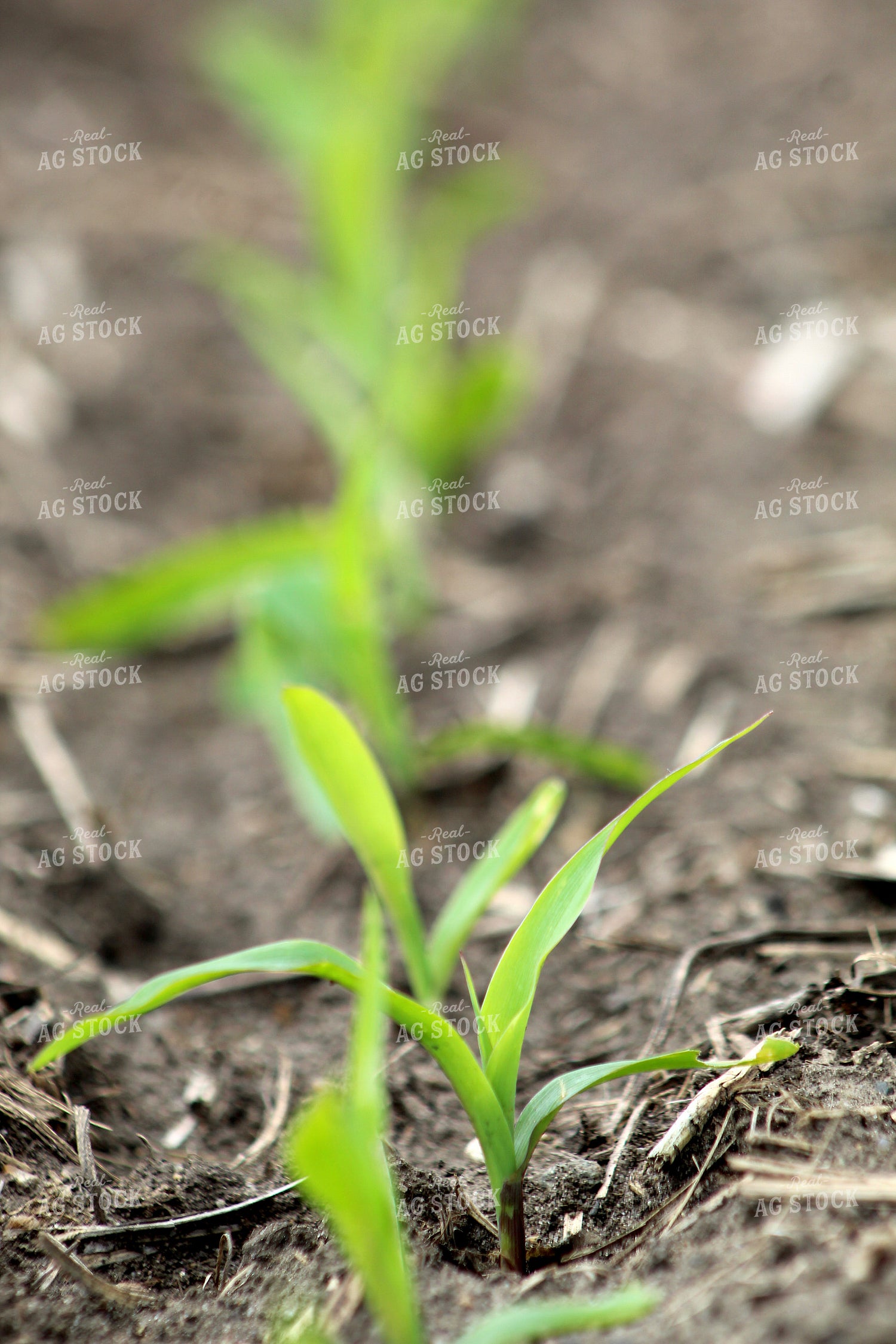 Early Growth Corn 141115