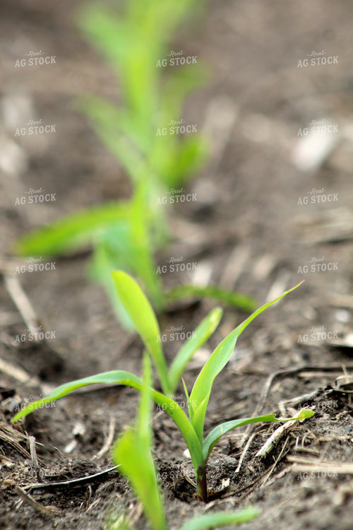 Early Growth Corn 141115