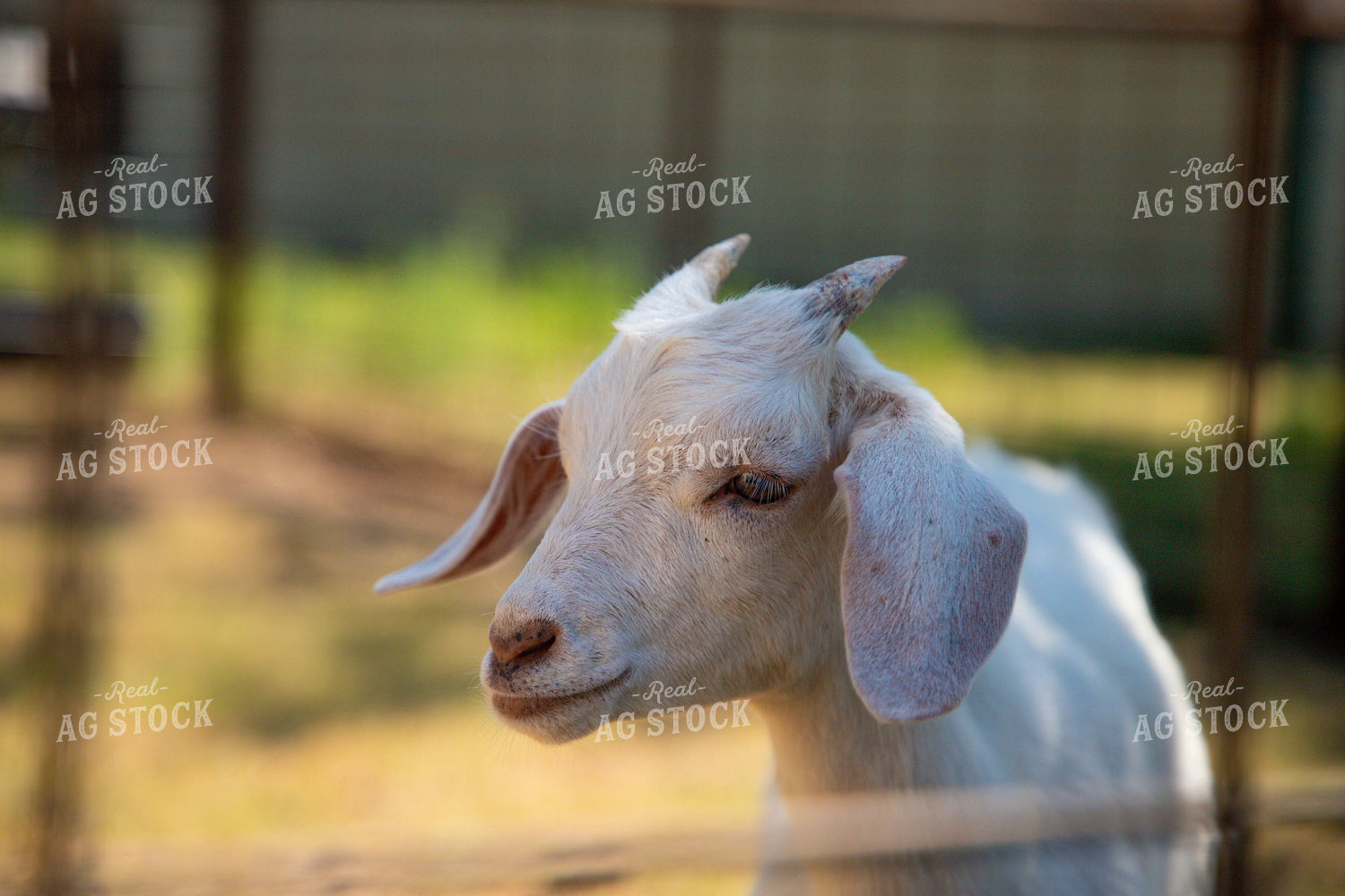 Goat 208064