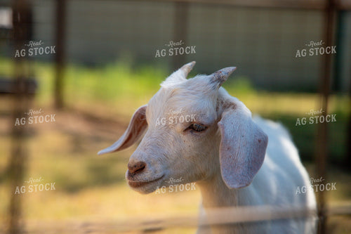 Goat 208064