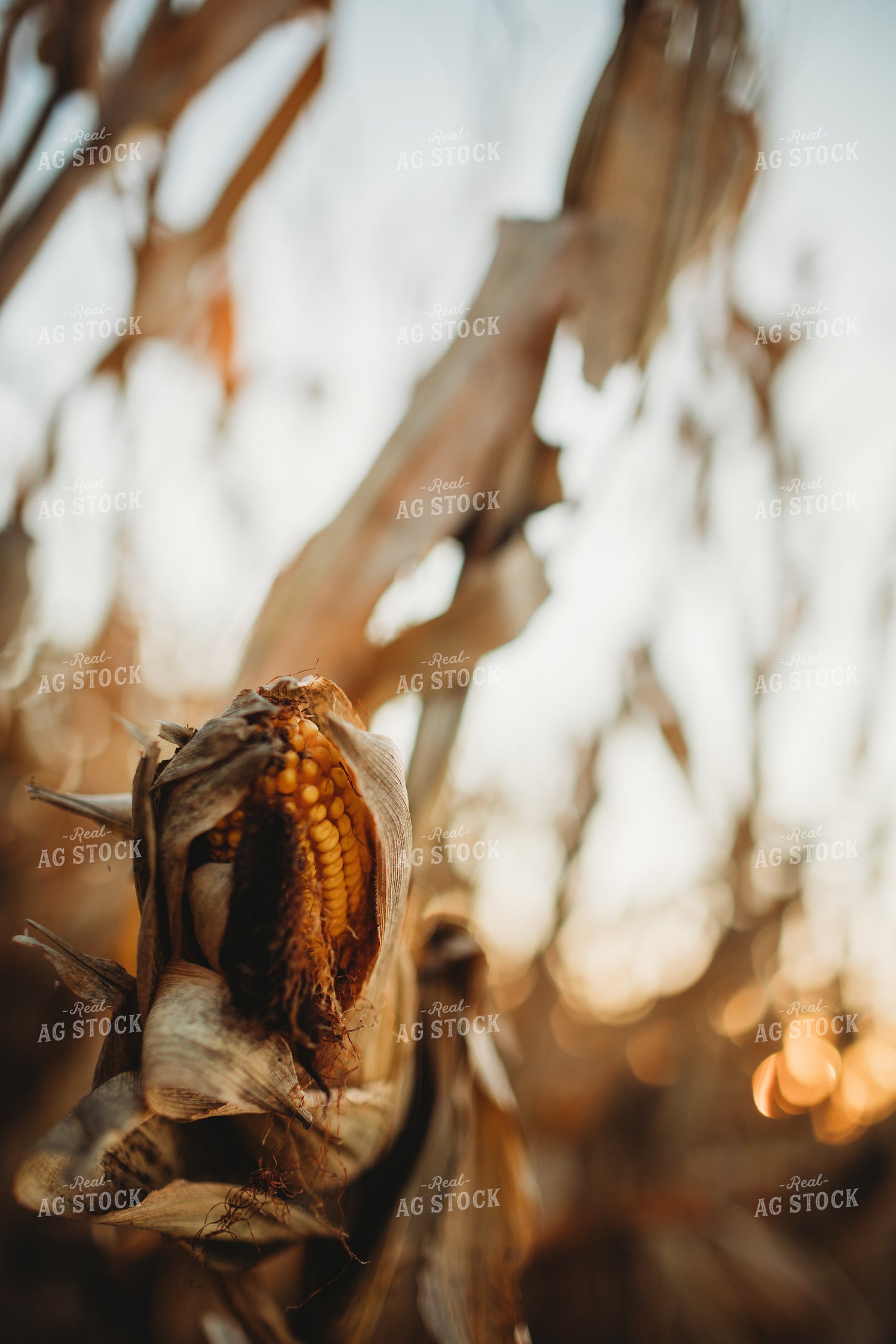 Dried Ear of Corn 3426