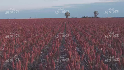 Aerial of Red Milo Field 239072
