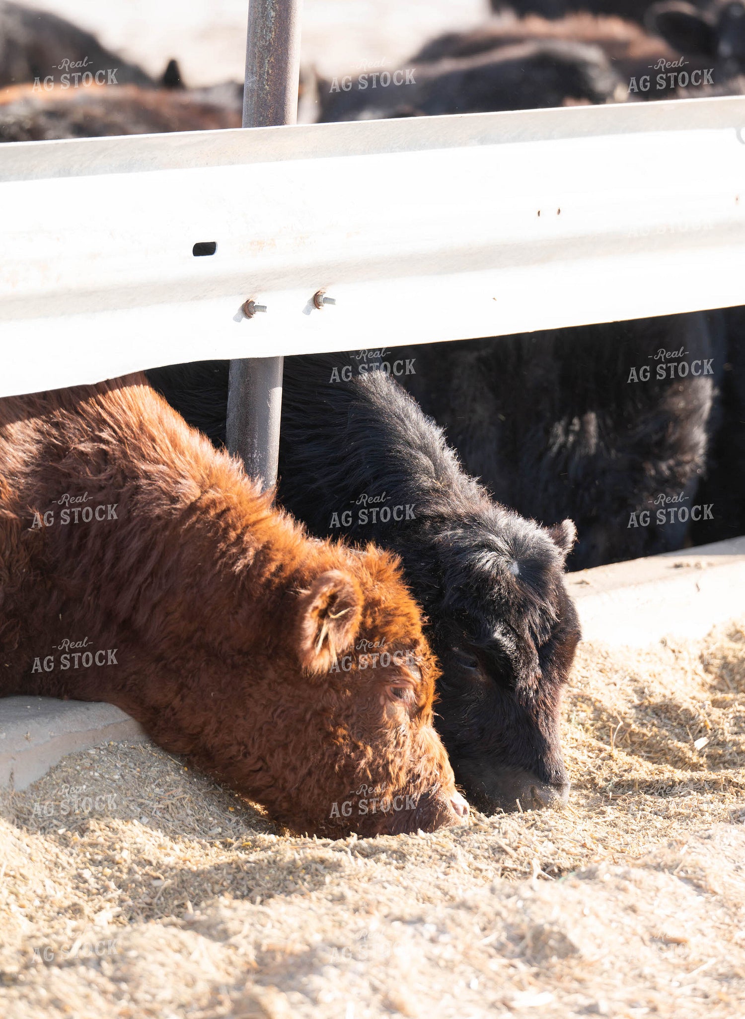 Feedlot 185005
