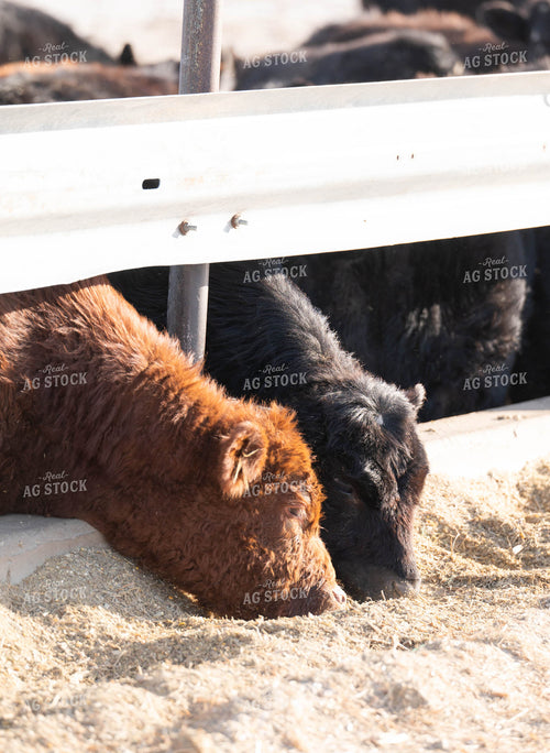 Feedlot 185005