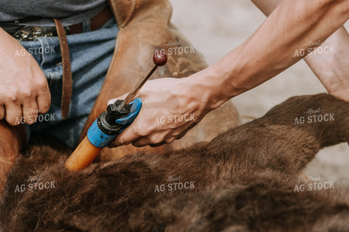 Cow Ear Being Tagged 77081