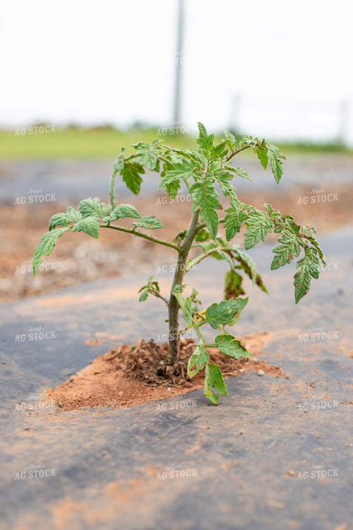Tomato Plant 208030