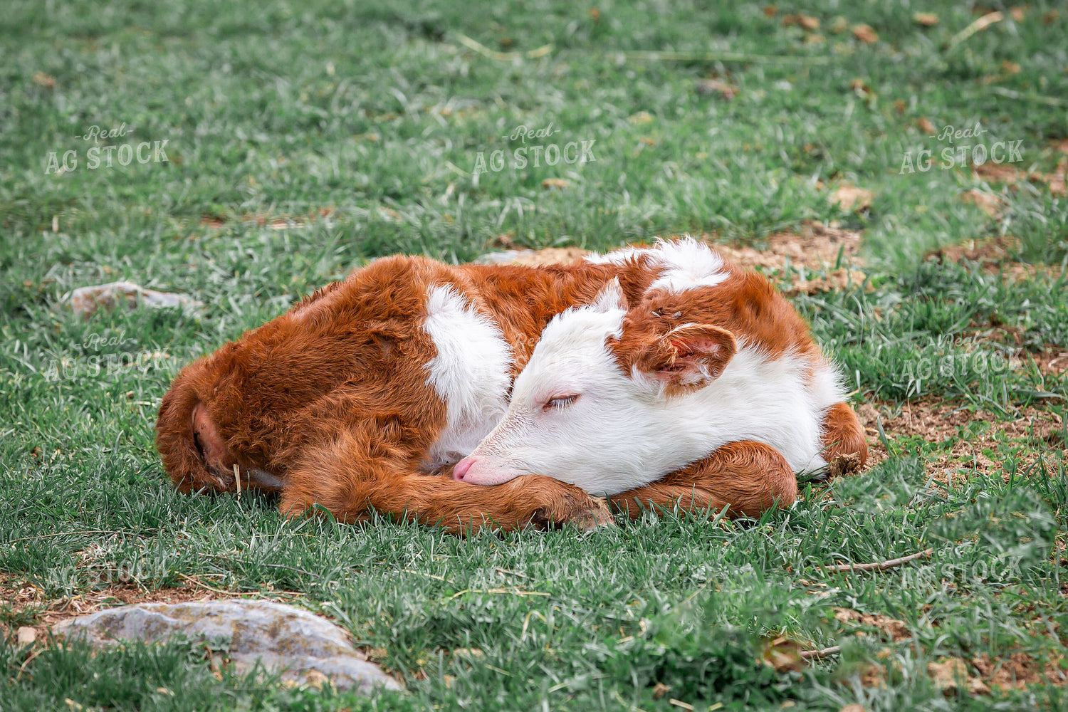 Hereford Calf 270498