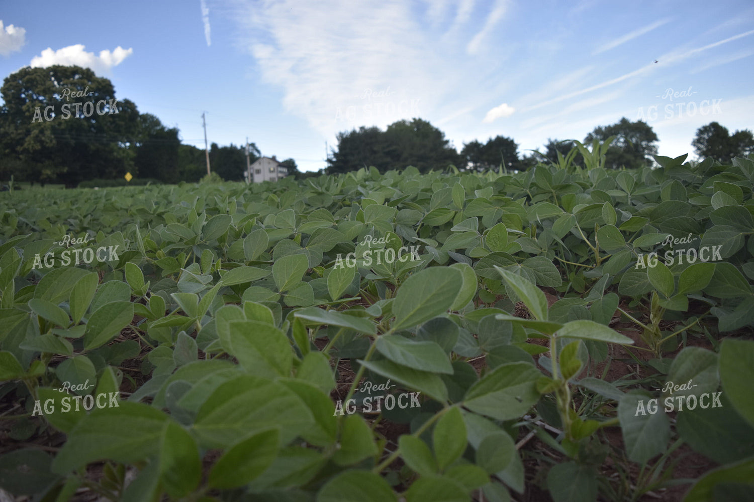 Soybeans 213009