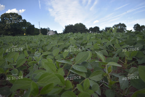 Soybeans 213009