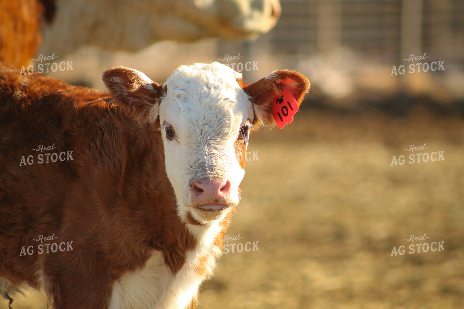 Hereford Cow and Calf Pair 78098