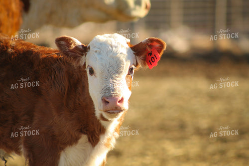 Hereford Cow and Calf Pair 78098