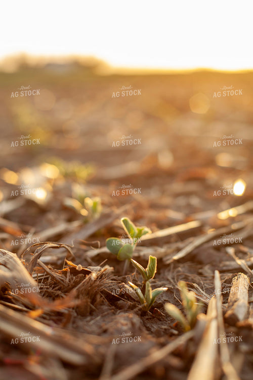 Soybeans - Early Growth 1450