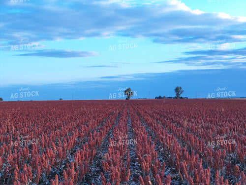 Red Milo Field 239088