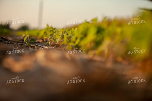 Soybeans - Mid-Season 1495