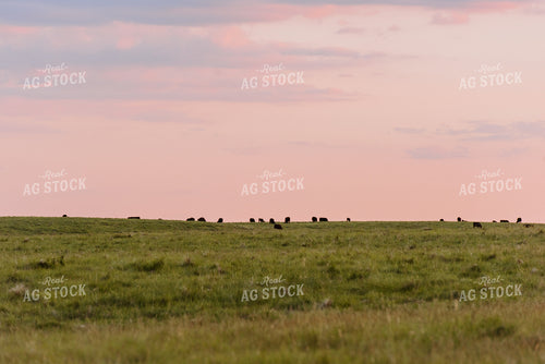 Angus Cattle Grazing in Pasture 68078