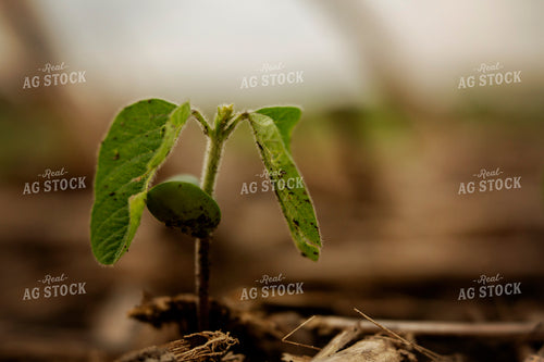 Early Season Soybeans 9683