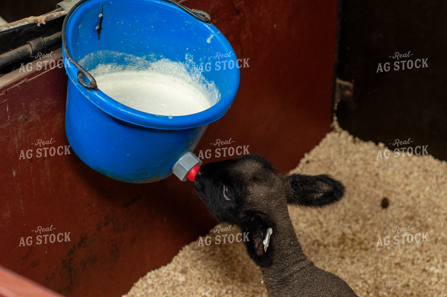 Bucket Lamb 103099
