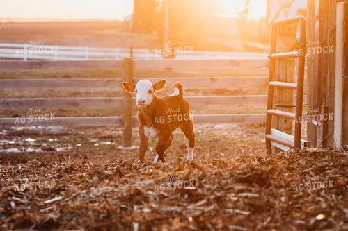 Hereford Calf 174018