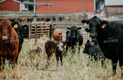 Cow-Calf in Farmyard 77117
