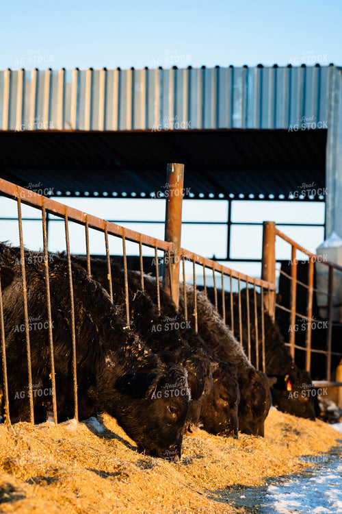 Black Angus Cattle Eating 152425
