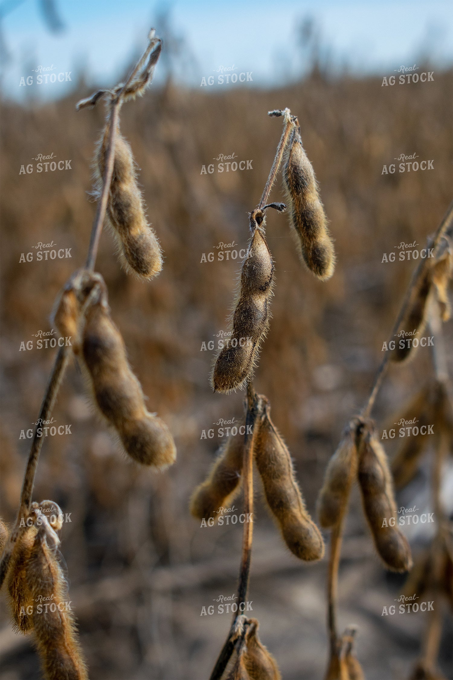Dried Soybean Pods 50038