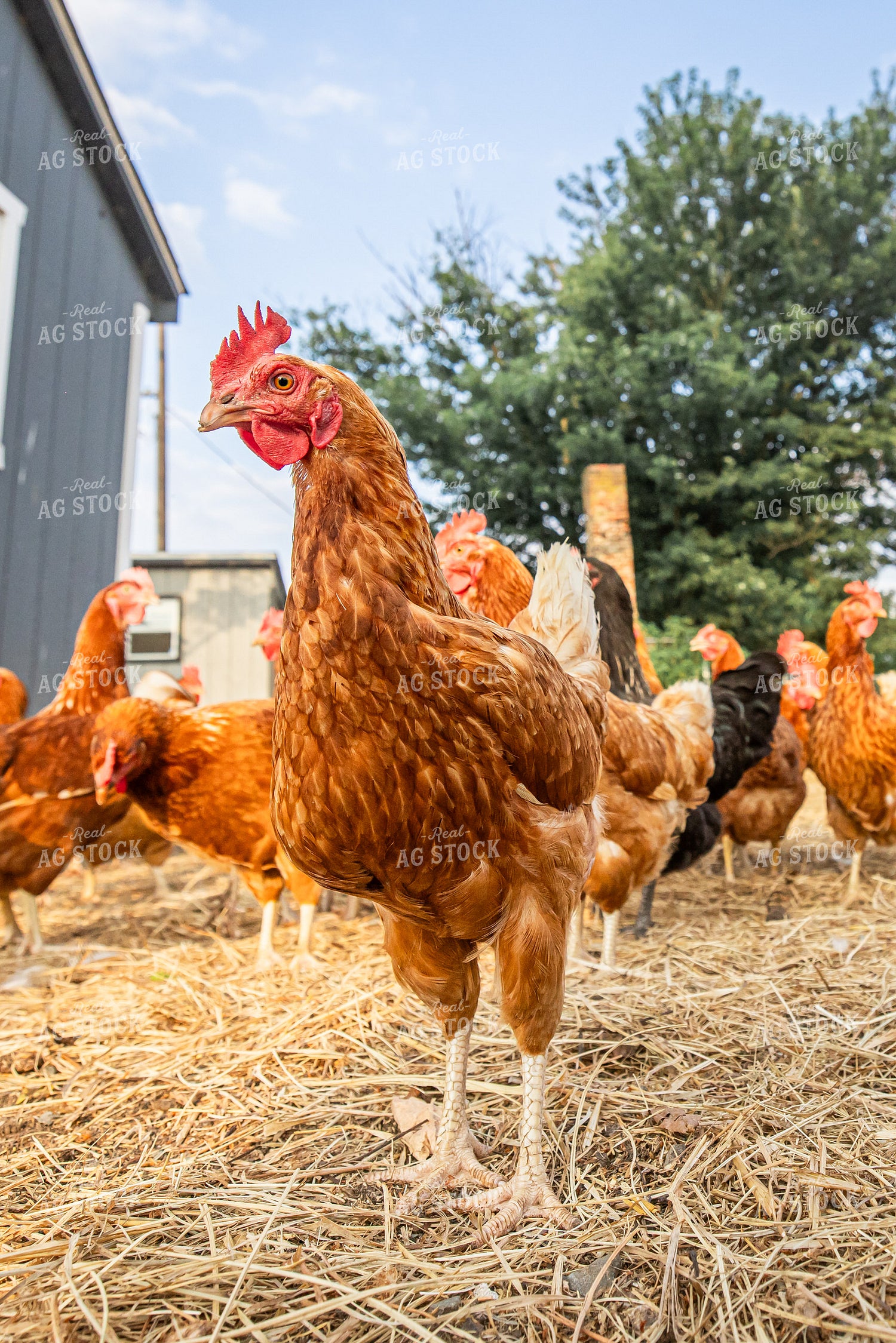 Free Range Chickens 270562