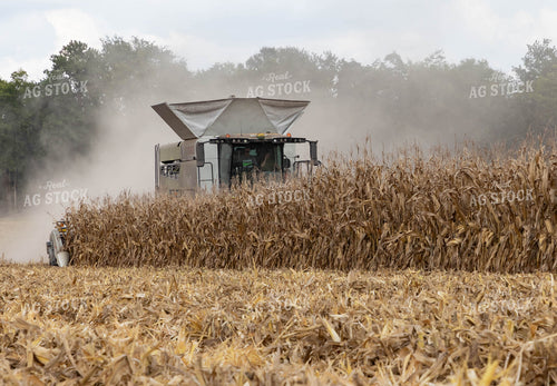 Corn Harvest 79405