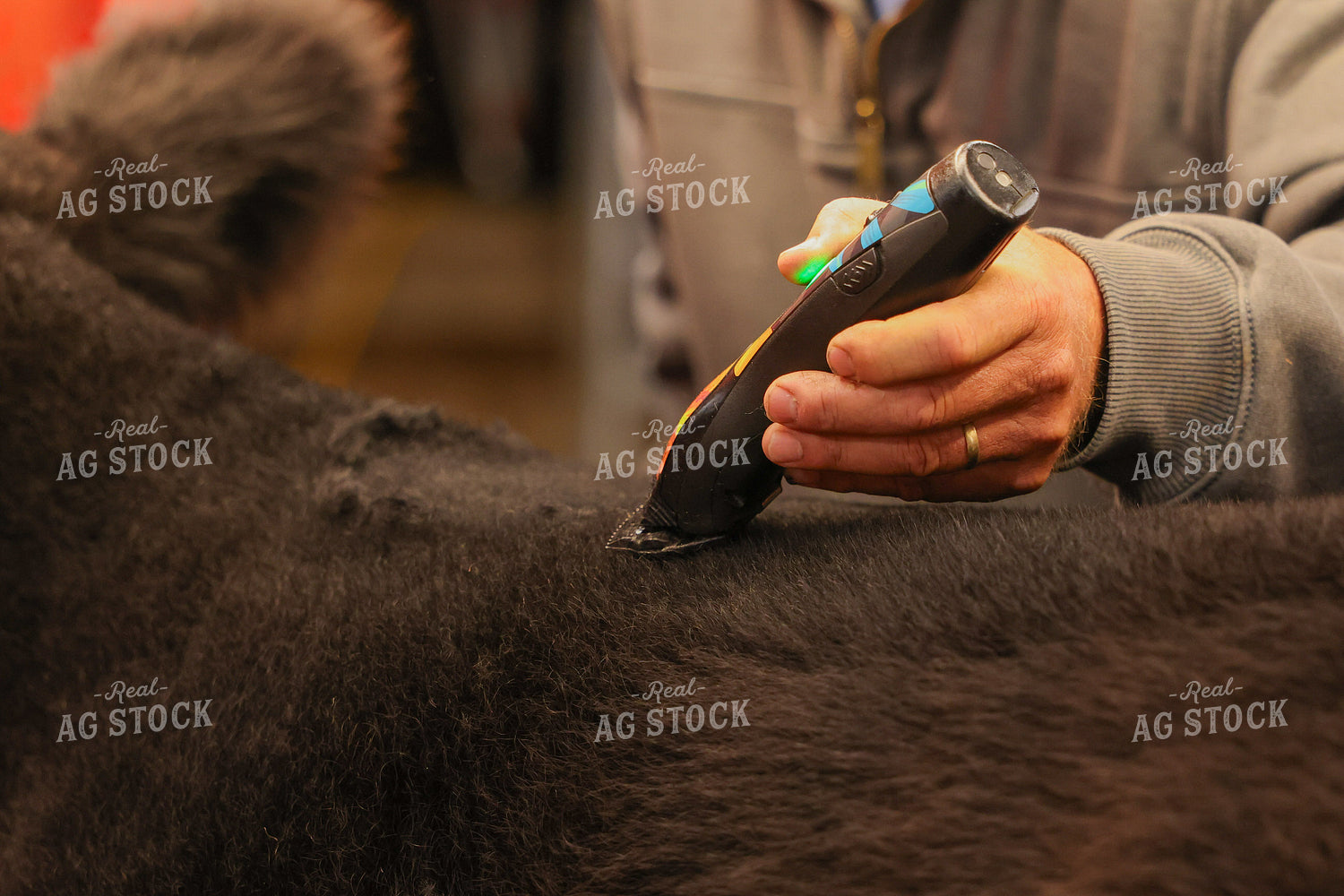 Clipping Show Calves 160459