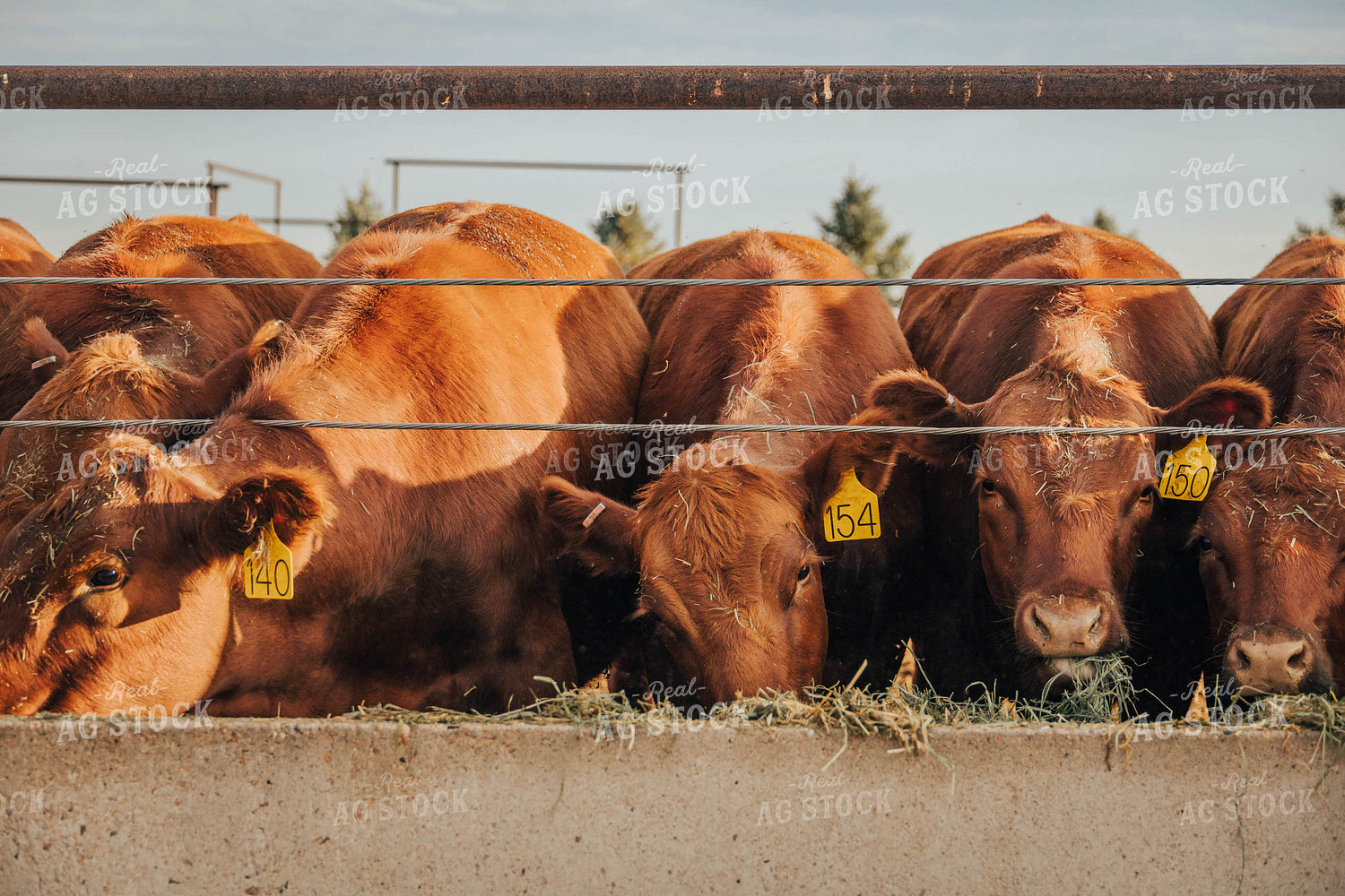 Angus Cattle Eating Out of Trough 97052