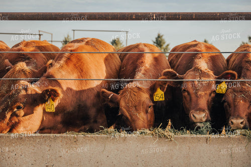 Angus Cattle Eating Out of Trough 97052