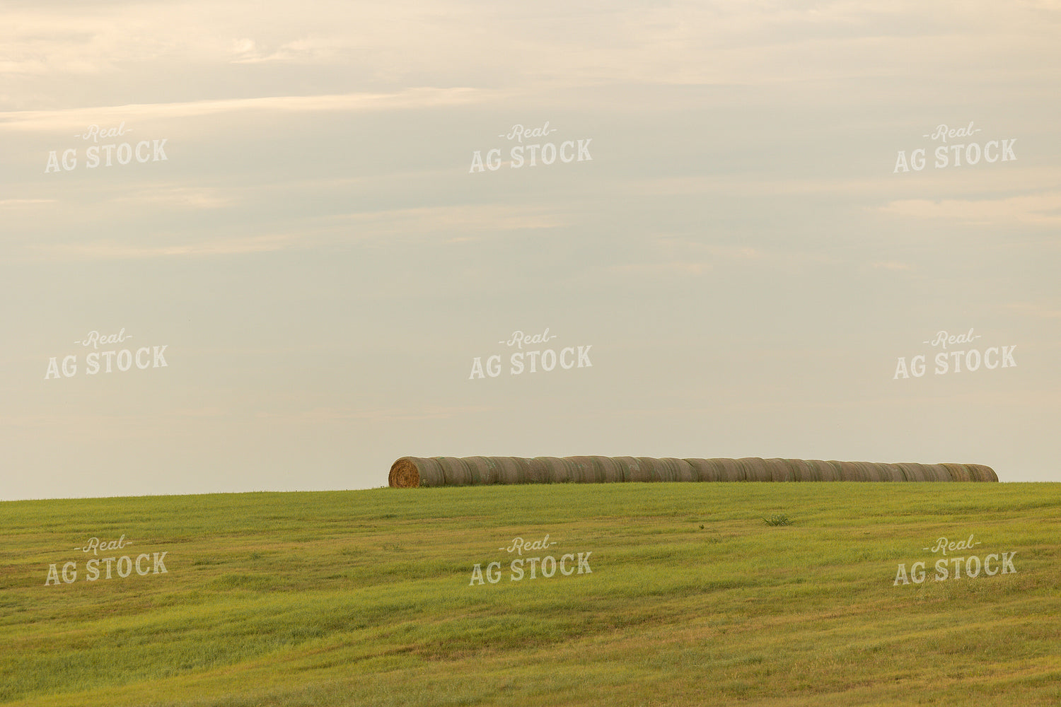 Hay Bale in Field 143005