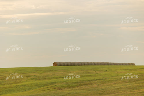 Hay Bale in Field 143005