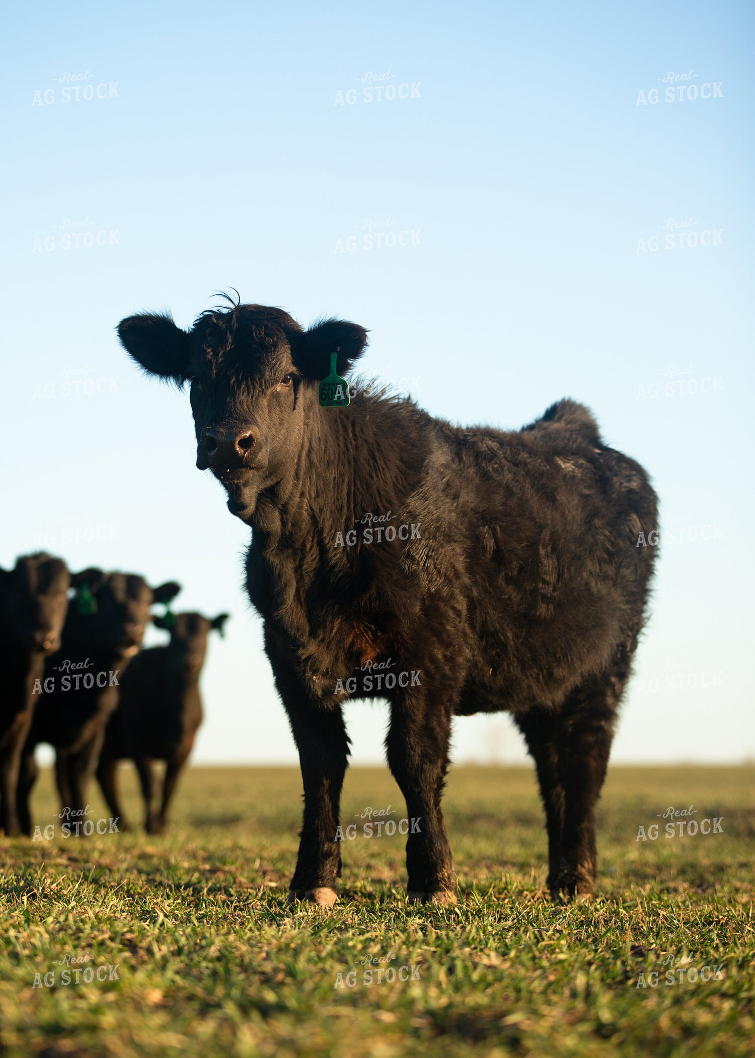 Cattle on Pasture 264053