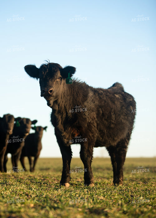 Cattle on Pasture 264053