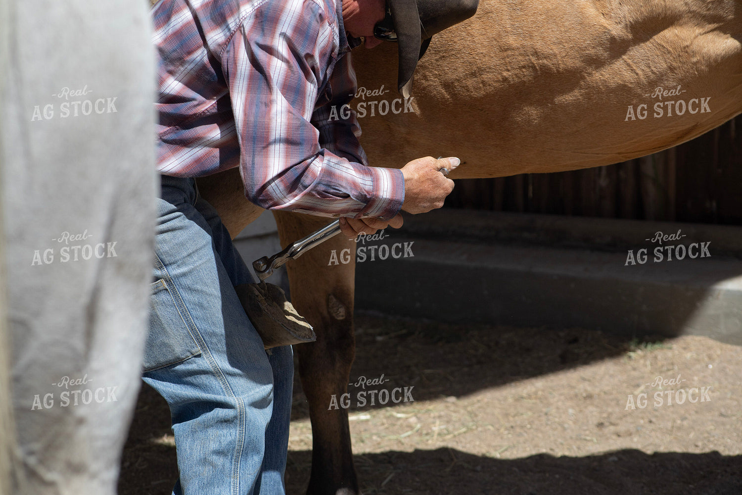 Farrier Trimming Hooves 117450