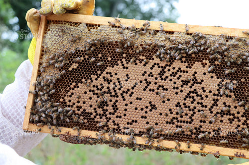 Beekeeper with Hive Frame 201022