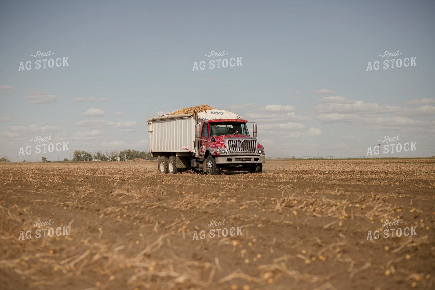 Potato Harvest 135133