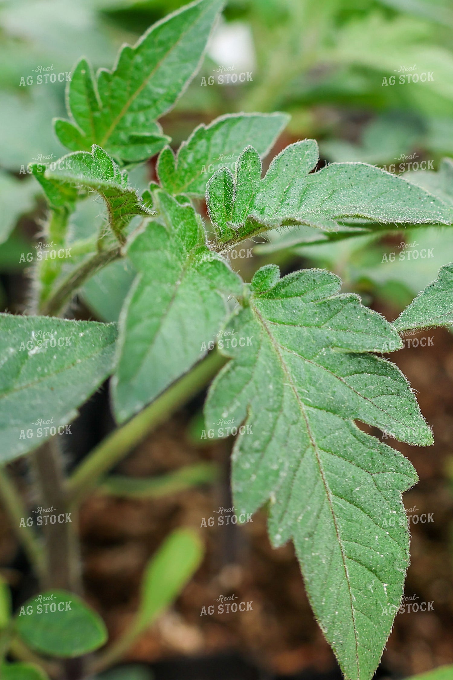 Tomato Starts 240002