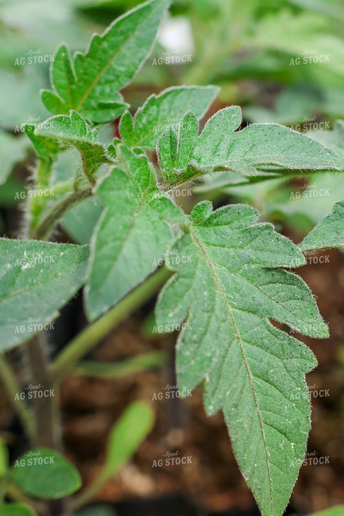Tomato Starts 240002