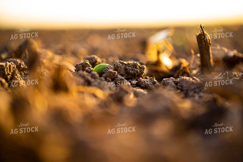 Soybean Emerges from Ground 136013