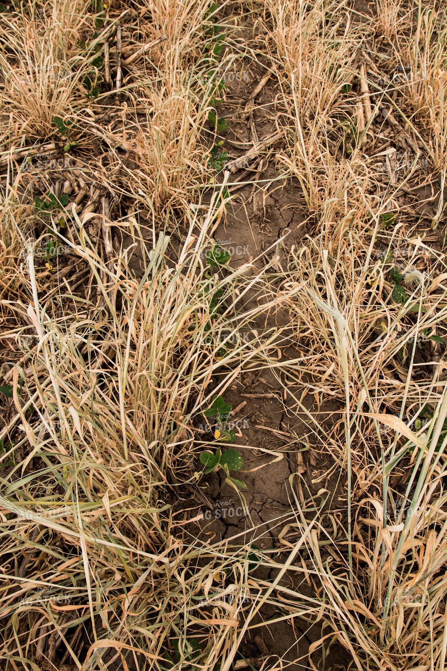 Soybeans Growing in Cover Crop 67345