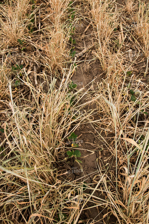 Soybeans Growing in Cover Crop 67345