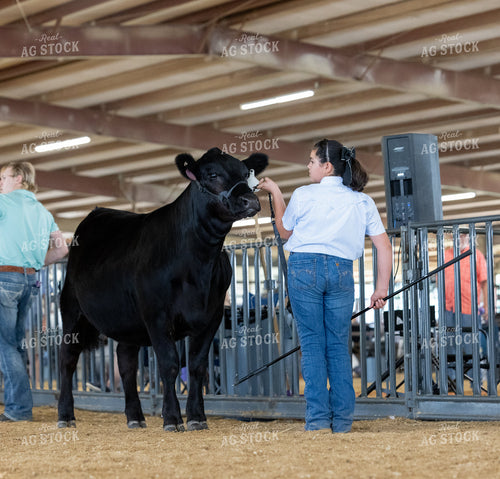 Showing Cattle 143034