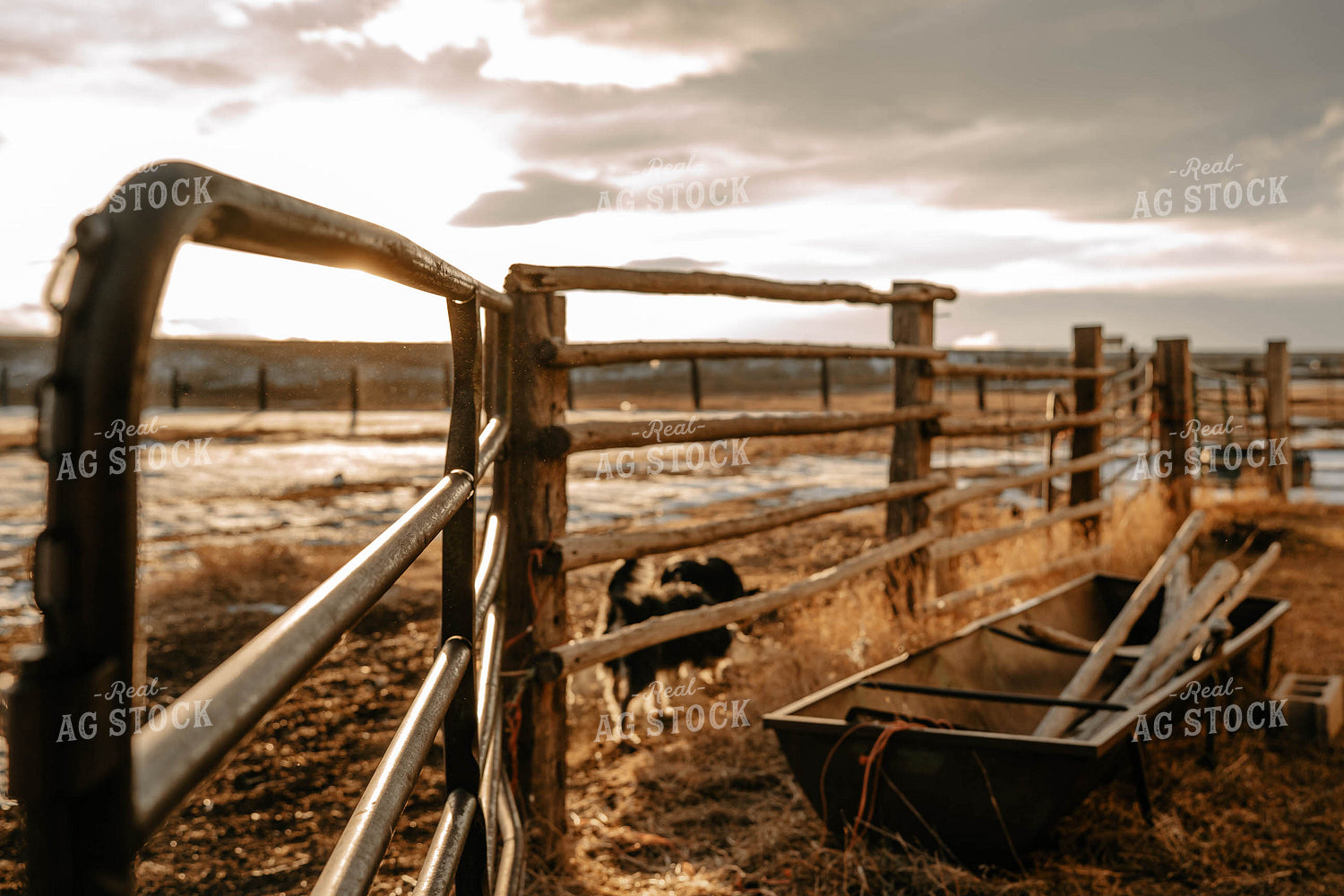 Ranch Dogs 58368