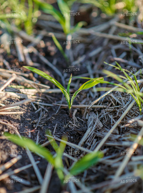 Early Growth Corn 76125