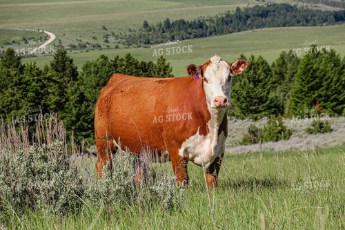 Hereford Cow 81051
