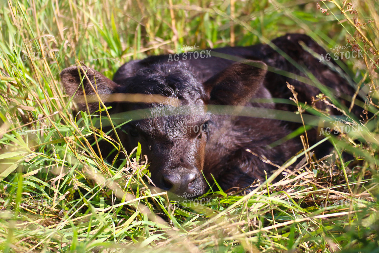 Black Angus Calf 82276