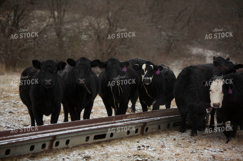 Cattle 1633