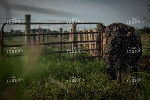 Cow Coming in Off Pasture 189001